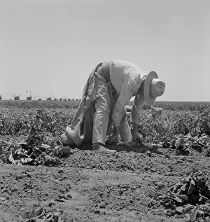 Shafter: Man - Farmer - Field - Migrant