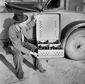 Homesteader: Man - Farmer - Occupation - Chickens