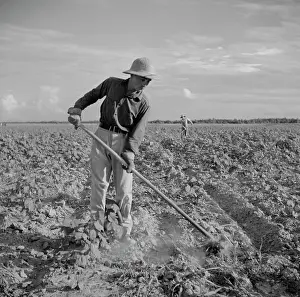 Hoeing: Man - Farmer - Occupations - Agriculture