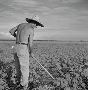 Hoeing: Man - Farmer - Occupations - Agriculture