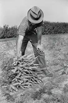 Piling: Man - Farmer - Occupations - Carrots