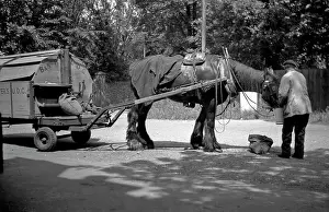 Blinkers: Man feeding carthorse