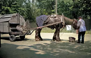 Blinkers: Man feeding carthorse