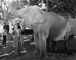 Circuses: Man feeding elephant with wide open mouth