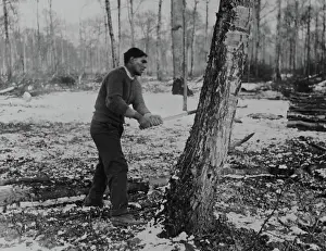 Sawing: Man felling tree, forest lumber works, Western Front, WW1
