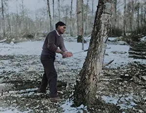 Sawing: Man felling tree, forest lumber works, Western Front, WW1