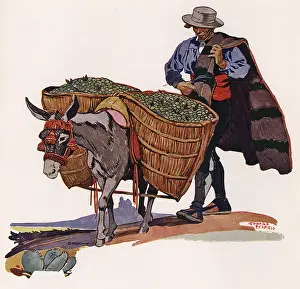 Penfield: Man follows Mule carrying Vegetables