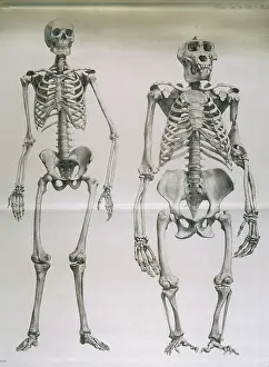 Skeletons: MAN, GORILLA SKELETONS