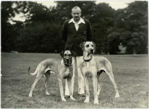 Dane: Man with two Great Dane dogs in a park
