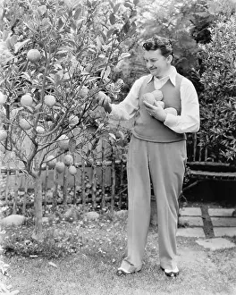 Options: Man harvesting oranges from his tree