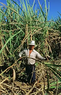 Everglades: Man Harvesting Sugar Cane Everglades, Fl