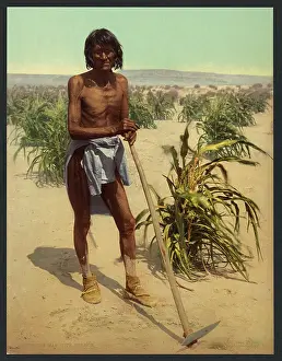 C1902: The man with the hoe