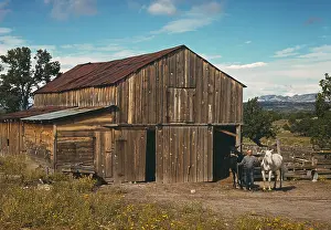 Homesteader: Man - homesteader - barn - farm