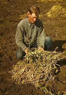 Homesteader: Man - homesteader - farmer - occupations