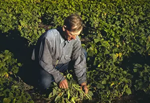 Homesteader: Man - homesteader - farmer - occupations