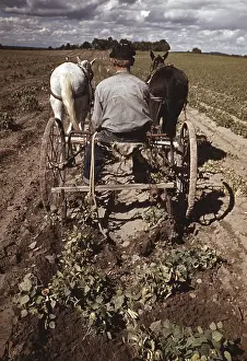 Homesteader: Man - homesteader - farmer - occupations