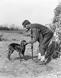 1930ss: Man Hunter with Shotgun in Corn Field Taking Bird from Iri
