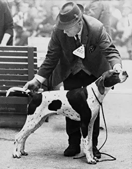 Spotty: Man judging dog at a dog show