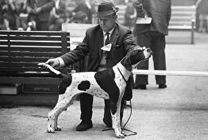 Spotty: Man judging an English Pointer at a dog show