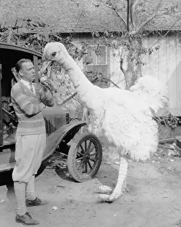 Uncertainty: Man with large fake ostrich