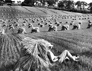Lounges: A man lounges around in a wheat field. Date ?