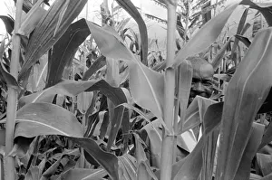 Oosterbroek: Man in a maize field