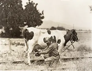 Ov1607: Man milking cow in field