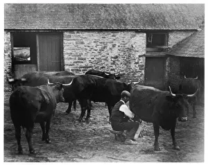 Milks: MAN MILKS COW
