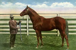 Equines: Man-O-War