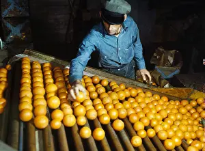 Redlands: Man, occupation, food industry, fruit