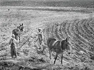Furrows: man - occupations - farmer - agriculture