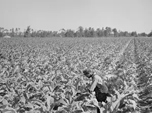 Cropper: Man - Occupations - Farmer - Tobacco