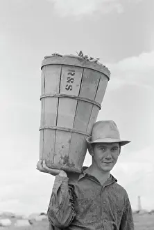 Picker: Man - Occupations - Farmer - Worker