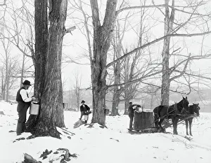 Syrup: Man - Occupations - Maple - Syrup