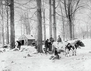 Syrup: Man - Occupations - Maple - Syrup