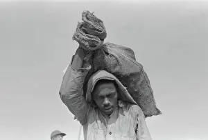 Stevedore: Man - Occupations - Stevedore - Worker