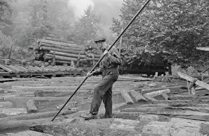 Logging: Man - Occupations - Worker - Logging