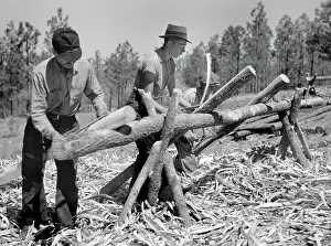 Peeling: Man - Occupations - Worker - Lumber