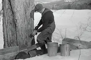 Syrup: Man - Occupations - Worker - Maple Syrup