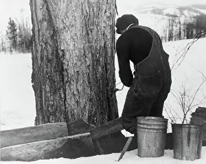 Syrup: Man - Occupations - Worker - Maple Syrup