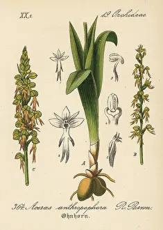 Orchis: Man orchid, Orchis anthropophora