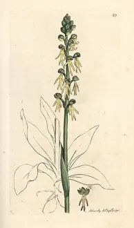 Orchis: Man orchid, Orchis anthropophora