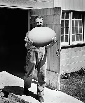 Overworked: Man in Overalls Walking Out of Barn Carrying Massive Egg