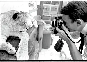 Sideboard: Man photographing lioness