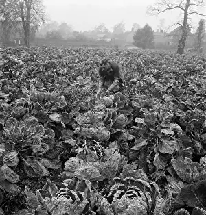Sprouts: Man picking Brussels sprouts