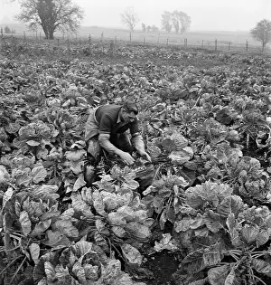Sprouts: Man picking Brussels sprouts