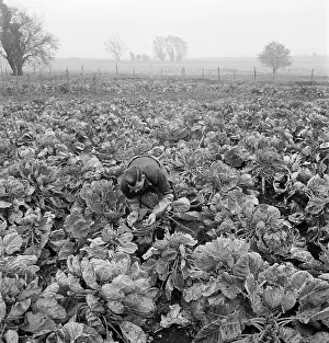 Sprouts: Man picking Brussels sprouts