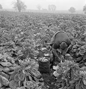 Sprouts: Man picking Brussels sprouts