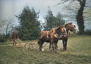Blinkers: Man ploughing with two horses