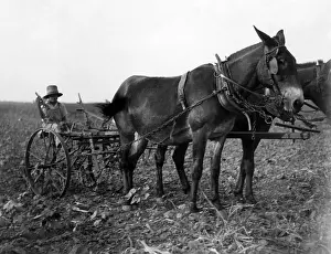 Plows: A man plows cotton in Texas. Courtesy of ?